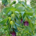 Cerinthe major